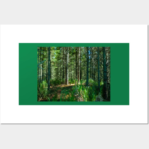 Plantation renewable pine forestry, New Zealand Wall Art by brians101